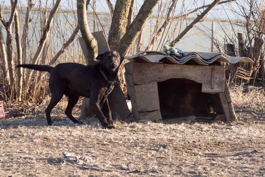 Very cute black puppies. Beautiful puppies. little puppies.