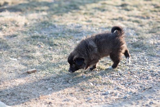 Very cute black puppies. Beautiful puppies. little puppies.