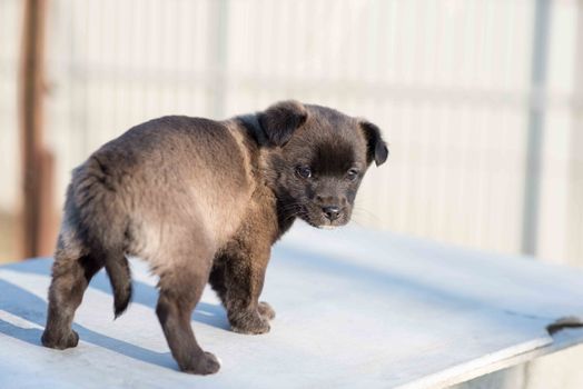 Very cute black puppies. Beautiful puppies. little puppies.