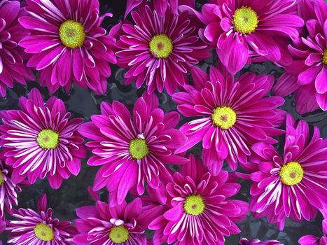 Close up of vibrant bright purple chrysanthemums on the water.