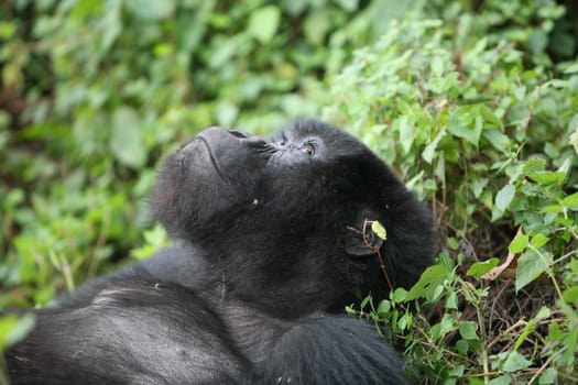 Wild Gorilla animal Rwanda Africa tropical Forest