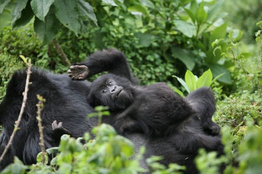 Wild Gorilla animal Rwanda Africa tropical Forest