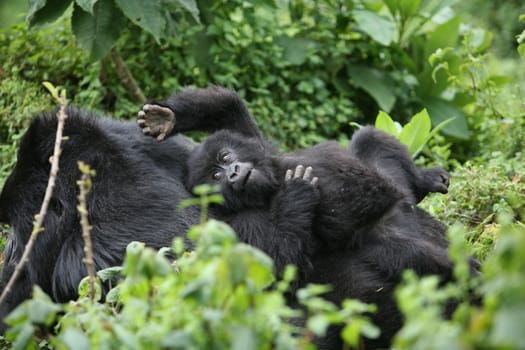 Wild Gorilla animal Rwanda Africa tropical Forest