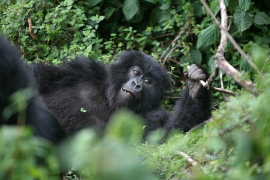 Wild Gorilla animal Rwanda Africa tropical Forest