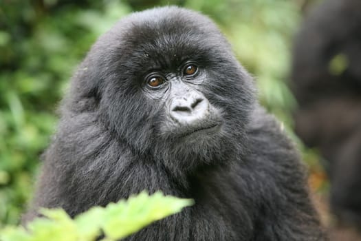 Wild Gorilla animal Rwanda Africa tropical Forest