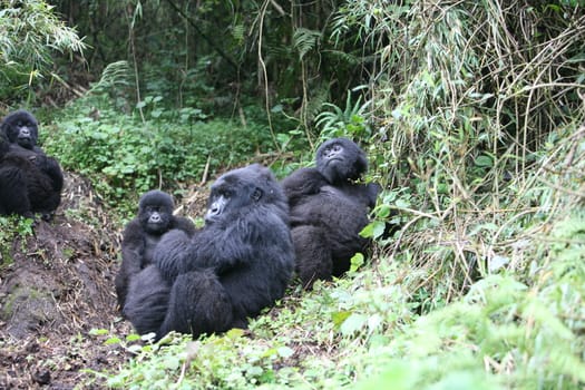 Wild Gorilla animal Rwanda Africa tropical Forest