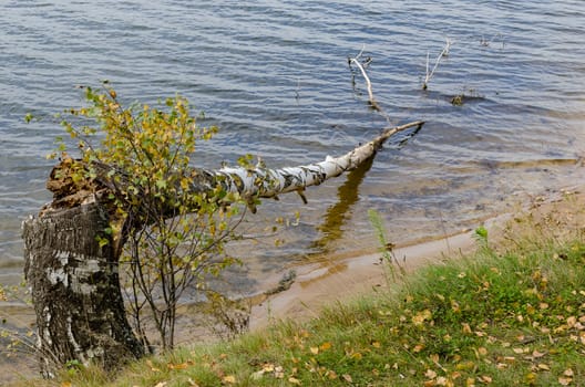 Birch on the shore of the lake fell into the water