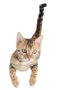 Flying or jumping kitten cat isolated on white