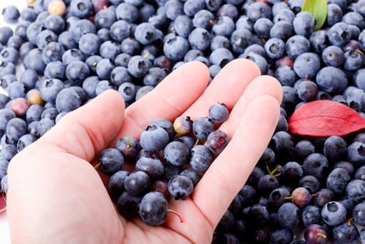 Hand holding some healthy blueberries a superfood antioxidant