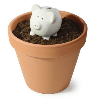a piggy bank as a seed in a plant pot, concept of money growth. isolated on a white background