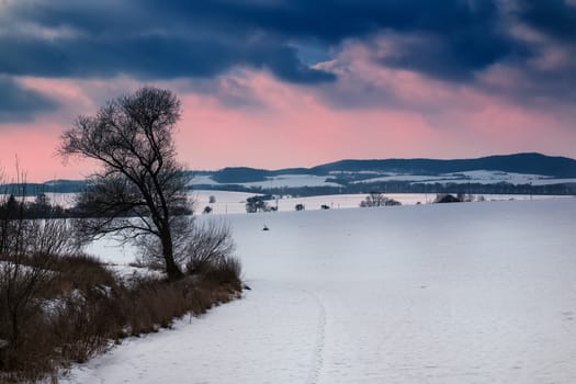 Winter field covered with snow. Bushes and tree growing in a part of the field. Mountains in the background. Cloudy sky, colored pink in the sunset.