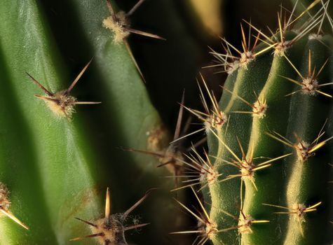 cactus sharp thorns macro shot