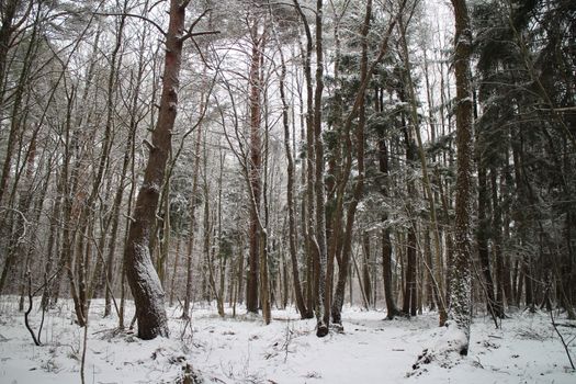 winter forest trees snowy wonderland
