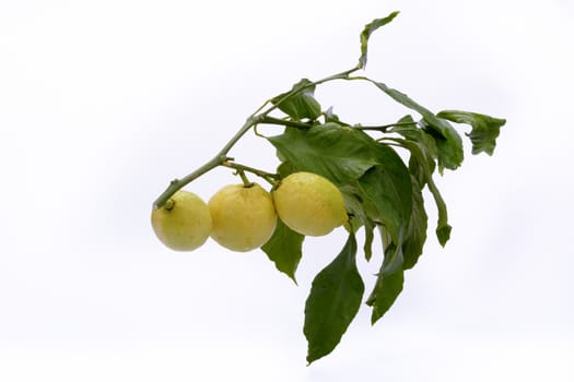 Branch with leaves and fruits of lemon. White background.