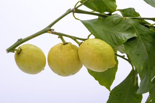 Branch with leaves and fruits of lemon. White background.