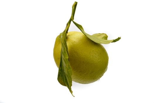 Solitary organic lemon, white background