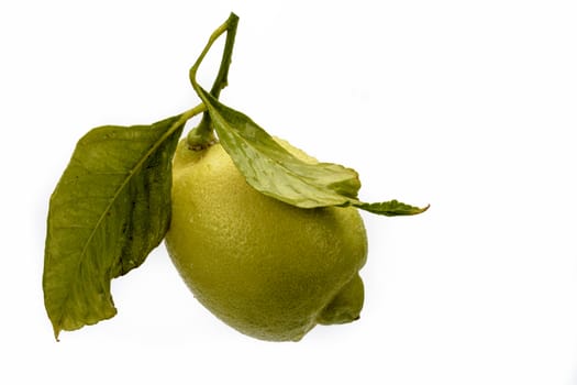 Solitary organic lemon, white background
