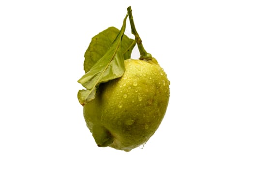 Solitary organic lemon, white background