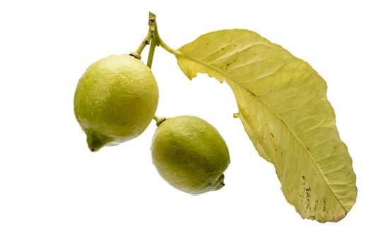 Branch with leaves and fruits with two lemons. White background.