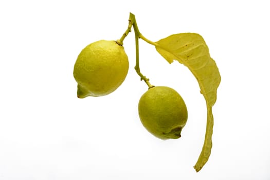 Branch with leaves and fruits with two lemons. White background.