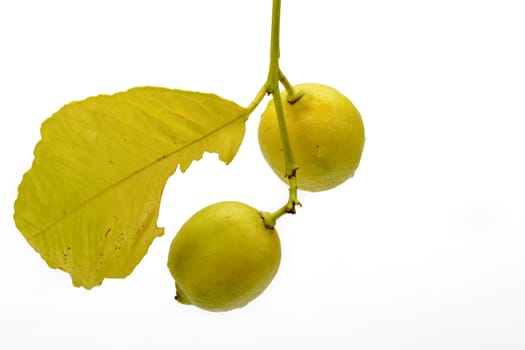 Branch with leaves and fruits with two lemons. White background.