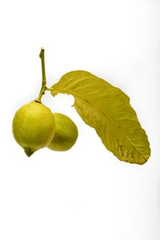 Branch with leaves and fruits with two lemons. White background.