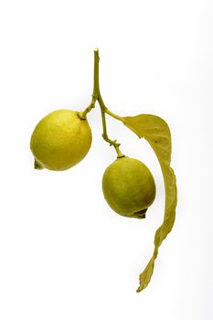 Branch with leaves and fruits with two lemons. White background.