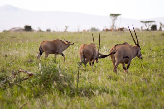 Three oryx grazing in the savanna of West Tsavo Park in Kenya