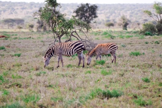 two zebras grazing in the savannah of Tsavo park is at Kenya