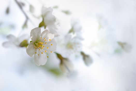 Fresh Cherry blossoms on a white background