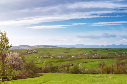 Spring cherry orchard blossom on hills. Green spring landscape. Spring fields and blooming trees. Sunny spring