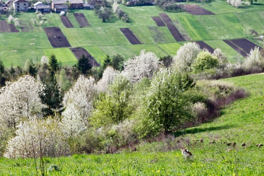 Spring cherry orchard blossom on hills. Green spring landscape. Spring fields and blooming trees. Cat on meadow