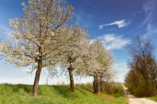 Fruit trees blossoms near country road. Sunny spring day. Spring fields and blooming trees.