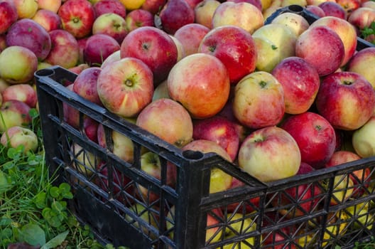 A large harvest of beautiful ripe apples