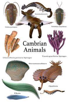 An assortment of some of the animals, sponges and microbes of the Cambrian seas of Earth's history.