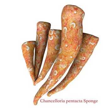 The Chancelloria pentacta sponge lived in Cambrian seas and its fossils can be found in Burgess shale deposits in Canada.
