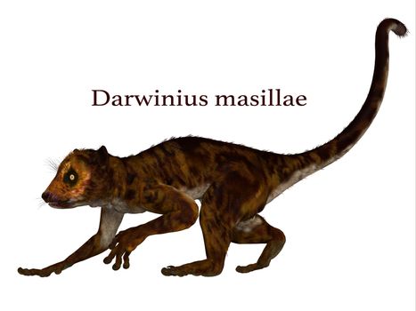 Darwinius is lemur-like early primate that lived in the Eocene Period in Germany.