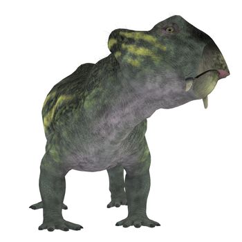 Lystrosaurus was a dicynodont therapsid dinosaur that lived in the Permian and Triassic Periods of Antarctica, India, Africa, China, Mongolia and Russia.