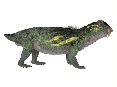 Lystrosaurus was a dicynodont therapsid dinosaur that lived in the Permian and Triassic Periods of Antarctica, India, Africa, China, Mongolia and Russia.