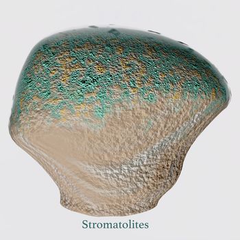 Stromatolites are a microbial mat structure from the earliest forms of life on Earth and are still present today.