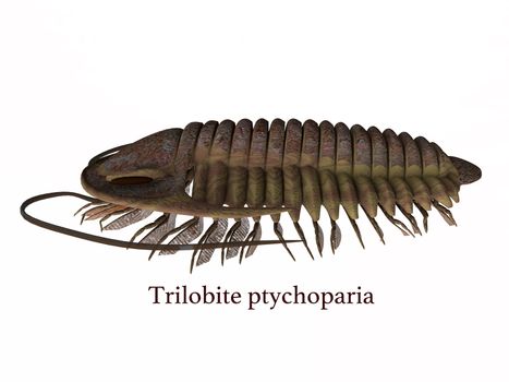 Trilobite ptychoparia animal lived in the Cambrian seas of Eurasia and North America.