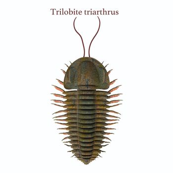 Trilobite triarthrus animal lived in the Cambrian seas of Canada and North America in the Paleozoic Era.