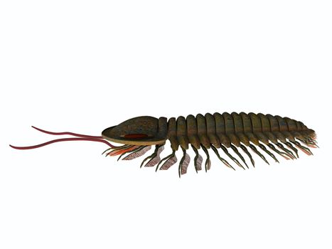 Trilobite triarthrus is a Burgess shale animal that lived in the Cambrian seas of Canada, North America, China and Scandinavia.