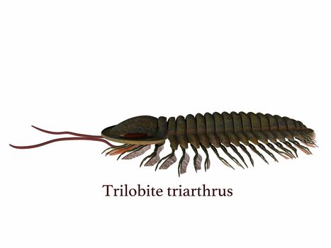 Trilobite triarthrus animal lived in the Cambrian seas of Canada and North America in the Paleozoic Era.