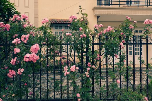 Beautiful fence of a home at Dalat, Vietnam, Climbing roses trellis front of the house, bunch of pink flower with green leaf from rosebush make nice view. Da Lat is city of flower for Viet Nam tourism