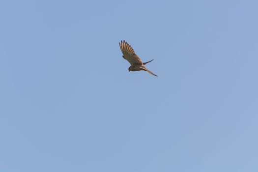 Bird of prey stands on the spot in the air the so-called jogging flight.