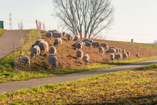 Herd of sheep grazing on a dike with green grass on the banks of the Rhine near Zons, Germany.
