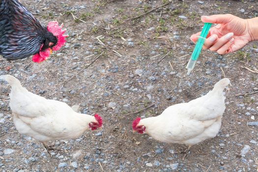 Symbolically general prevention against infections. On the hand hand with syringe and chickens. Concept of avian flu, animal experiments, antibiotics and vaccinations.