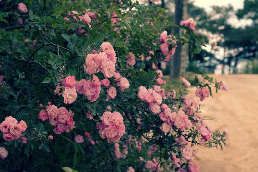 Beautiful fence of a home at Dalat, Vietnam, Climbing roses trellis front of the house, bunch of pink flower with green leaf from rosebush make nice view. Da Lat is city of flower for Viet Nam tourism