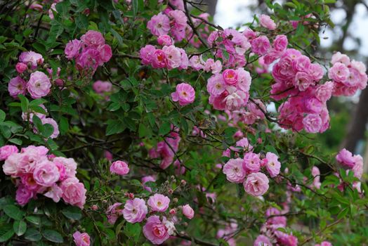 Beautiful fence of a home at Dalat, Vietnam, Climbing roses trellis front of the house, bunch of pink flower with green leaf from rosebush make nice view. Da Lat is city of flower for Viet Nam tourism